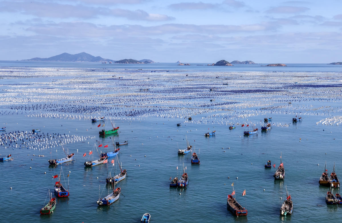 Zhejiang : l'élevage et la pêche battent leur plein à la ferme marine de Zhoushan