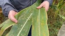 Bayer Crop Science Research Aims to Advance Tar Spot Tolerance for ...