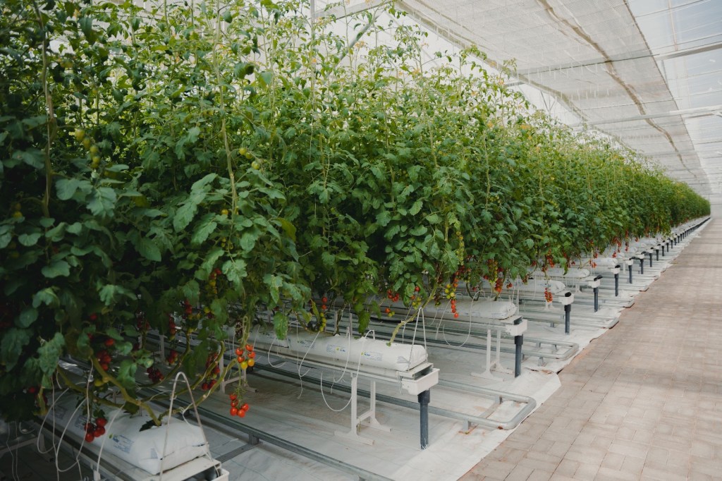 Iyris makes fresh produce easier to grow in difficult climates, raises $16M
