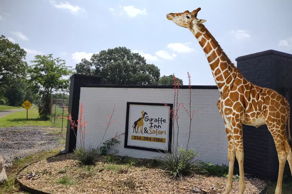 Giraffe Inn and Safari New Boston, Texas Opens June 1