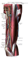 Brachium seen anterolaterally, showing nerves and vasculature
