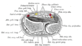 Transverse section across distal ends of radius and ulna