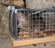 Un rat brun en gros plan capturé dans un piège à trappe grillagé