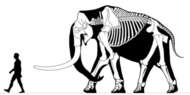 Skeleton of a Mammuthus meridionalis bull, around 4 metres (13 ft) tall