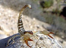 Huk sira-sira: Scorpio maurus