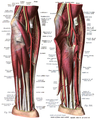 Antebrachium seen anteriorly, showing nerves and vasculature