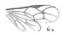Pimpla seyrigi mâle aile N. Théobald 1937 pl XIII éch R578 contre empreinte x3 détail de l'aile R578 p.192.