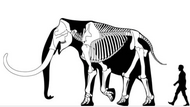 Skeleton of a Columbian mammoth (Mammuthus columbi) bull around 3.7 metres (12 ft) tall