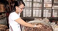 Image 42An ethnic Chinese woman in Malaysia grinds and cuts up dried herbs to make traditional Chinese medicine. (from Malaysian Chinese)