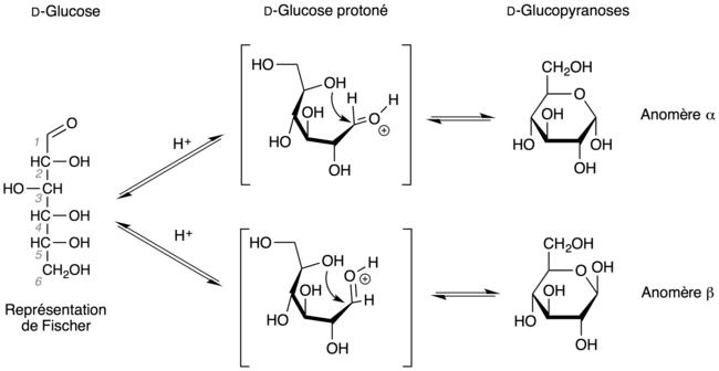 Formation des glucopyranoses à partir du D-glucose