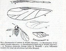 Aixaphis oligocenica N. Théobald, Tetraneura provincialis N. Théobald, Schizoneura. Dessins d'Ole E. Heie en 1970