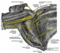 The right brachial plexus (infraclavicular portion) in the axillary fossa, viewed from below and in front