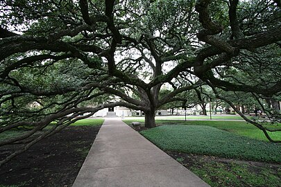 The Century Tree at Texas A&M University in College Station, Texas