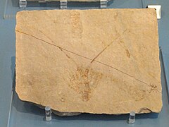 Fossile de Palinurina longipes
