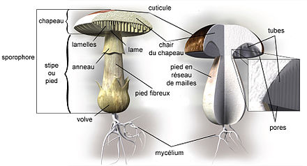 schéma d'un sporophore conique