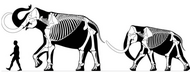Two woolly mammoths, including one of the largest, the Siegsdorf mammoth (left, around 3.5 metres (11 ft) tall), and a mature Siberian bull (around 2.7 metres (8.9 ft) metres tall)