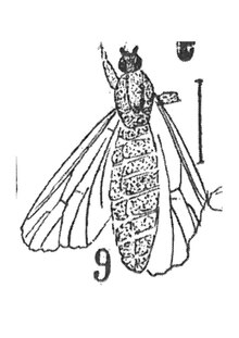 Plecia nervisinuata 1937 N. Th. Holotype éch Ce18 x2,6 p.409 pl XXIX Diptères du Stampien de Céreste (Basses-Alpes).