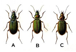 A: C. velutinus; B: C. spoliatus; C: C. festivus.