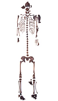Skeleton of the Girl of the Uchter Moor
