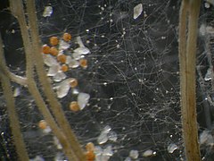 Gigaspora margarita (Glomeromycota)