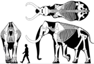 Skeleton of a steppe mammoth (Mammuthus trogontherii) around 3.9 metres (13 ft) tall in front-on (without head) side-on and top-down views