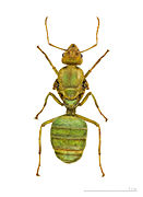 Reine de l'espèce type vivante Oecophylla smaragdina - vue dorsale d'une fourmi verte.