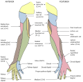 Diagram of segmental distribution of the cutaneous nerves of the right upper extremity.