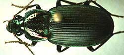 Chlaenius pimalicus.