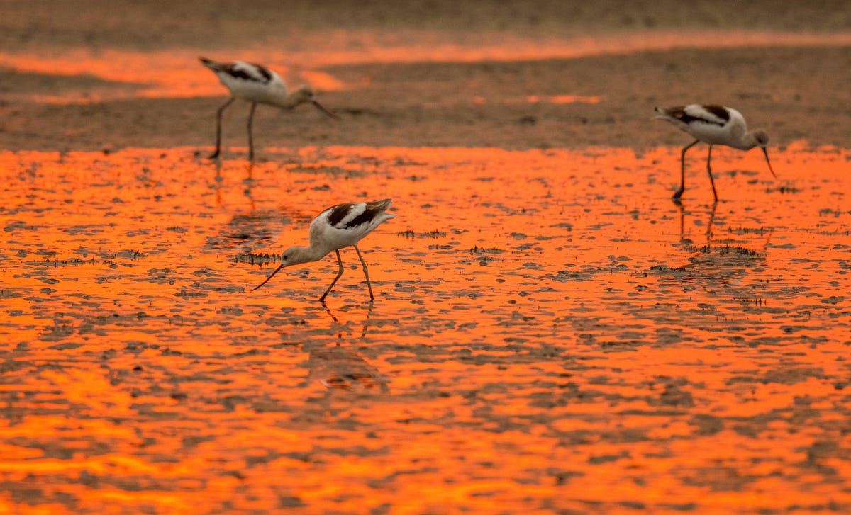 American avocets at sunrise in the low-tide mudflats in San Francisco Bay in Palo Alto.