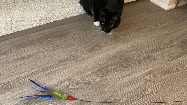 feather cat toy