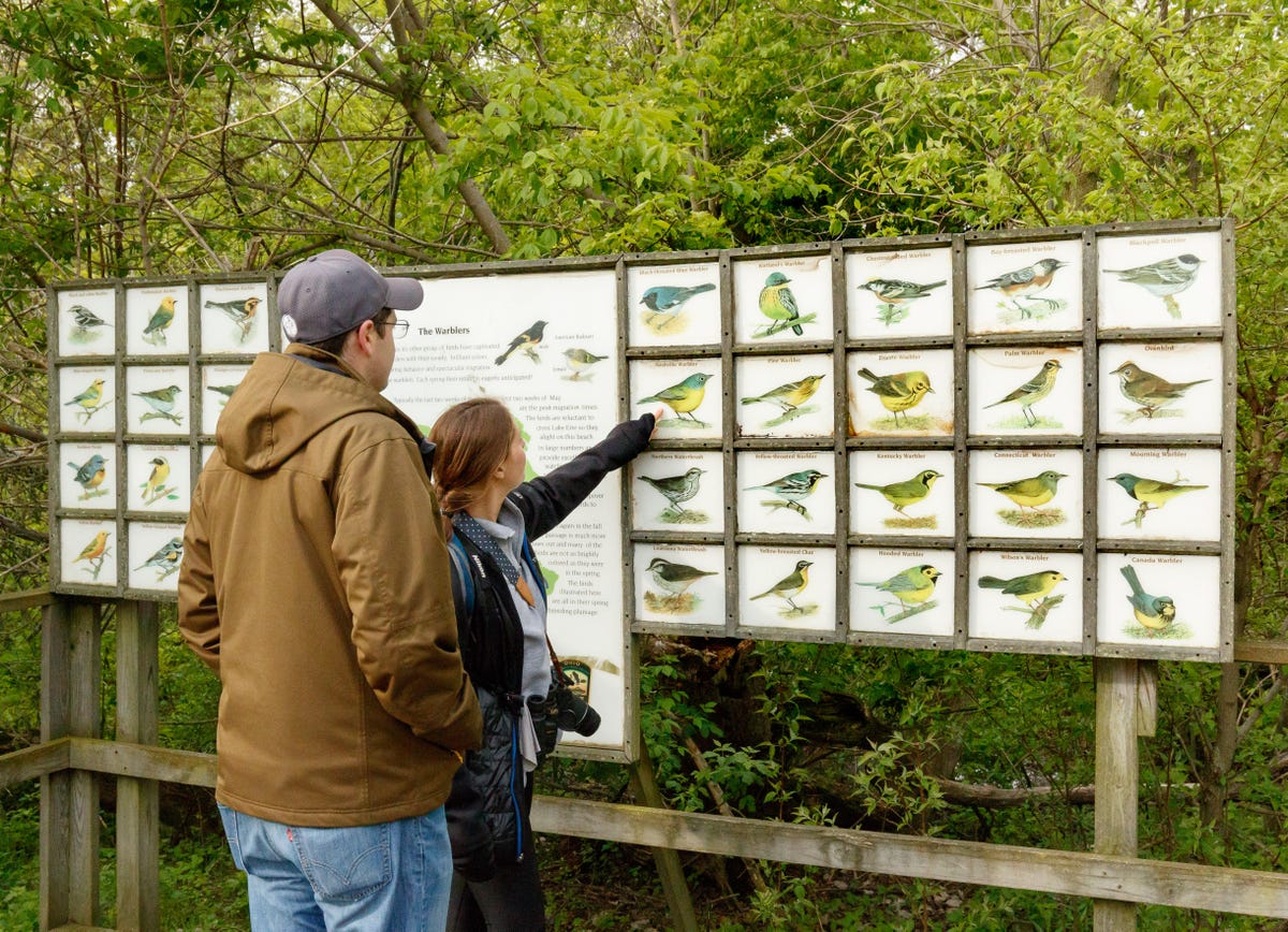 Steve and Alli LaChance check out the warblers that can be found migrating through Magee Marsh in northern Ohio.