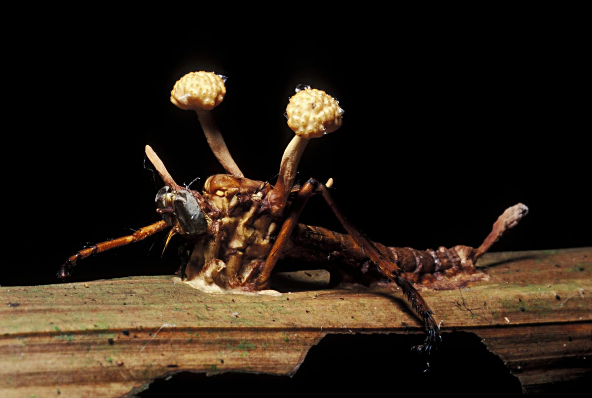 a cordyceps infected wasp species with two yellow, budding stalks protruding from its back