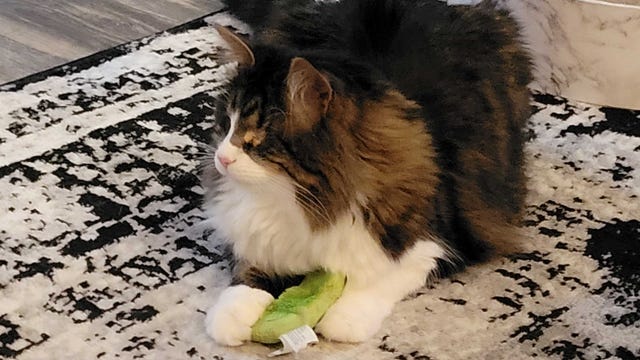 pickle cat toy