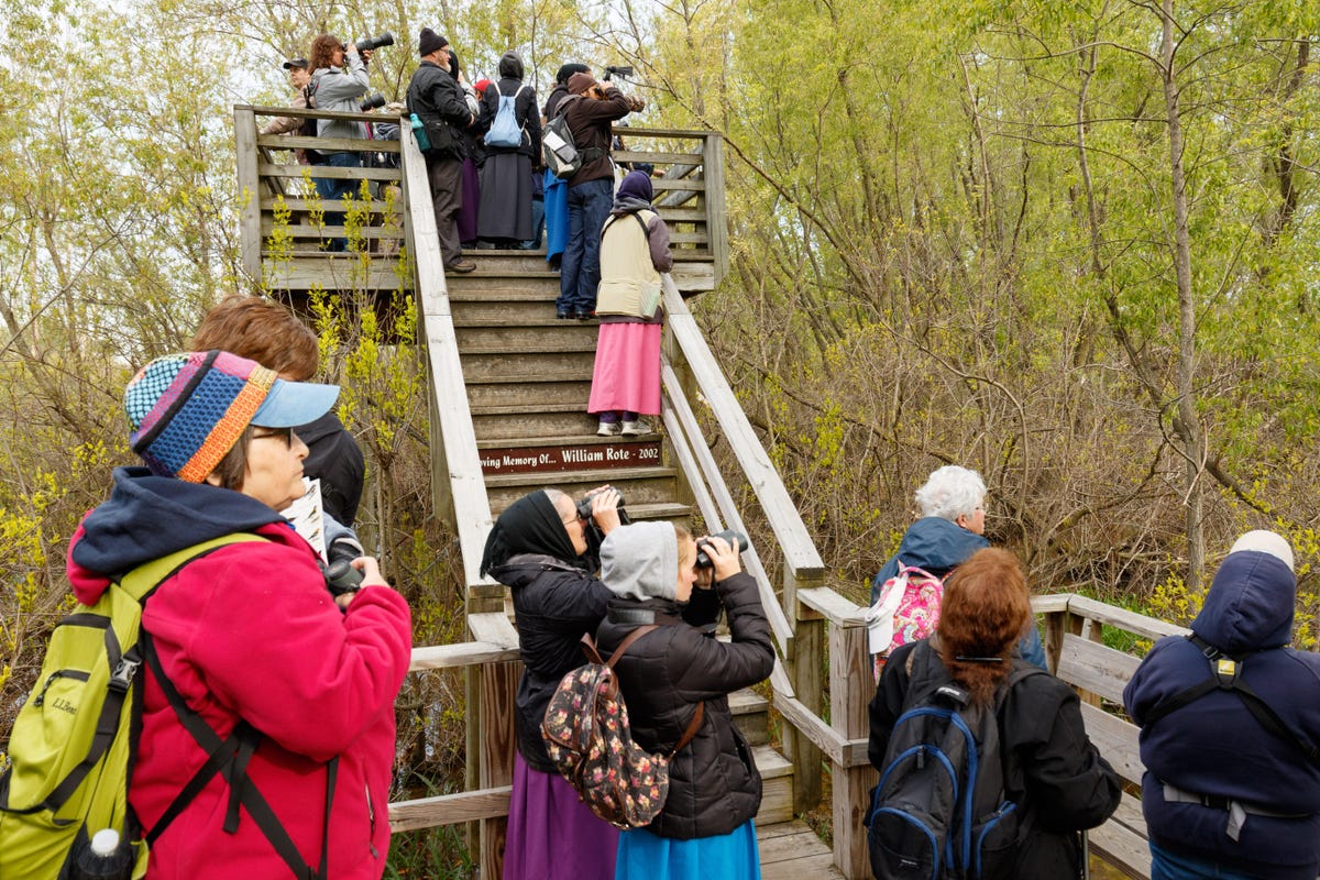 The Magee Marsh boardwalk in northern Ohio offers plenty of spots to keep an eye out for small songbirds called warblers.