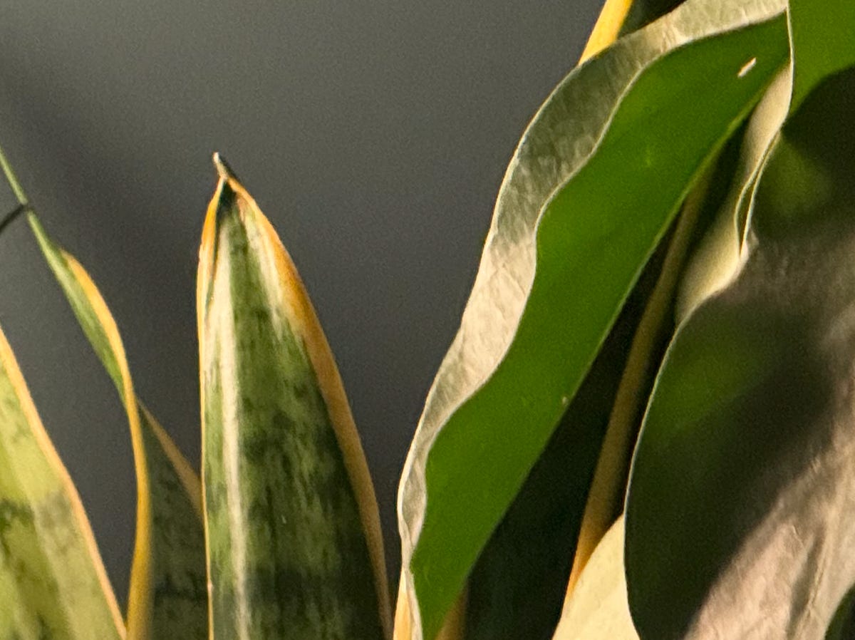 Houseplants zoomed in at 5x and then cropped in further to see the detail