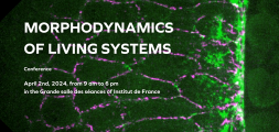 Morphodynamics  of living systems