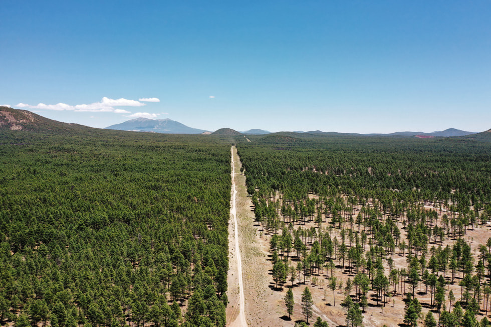 Letecký pohled na neprořezanou část lesa na jedné straně a prořezanou část na straně druhé