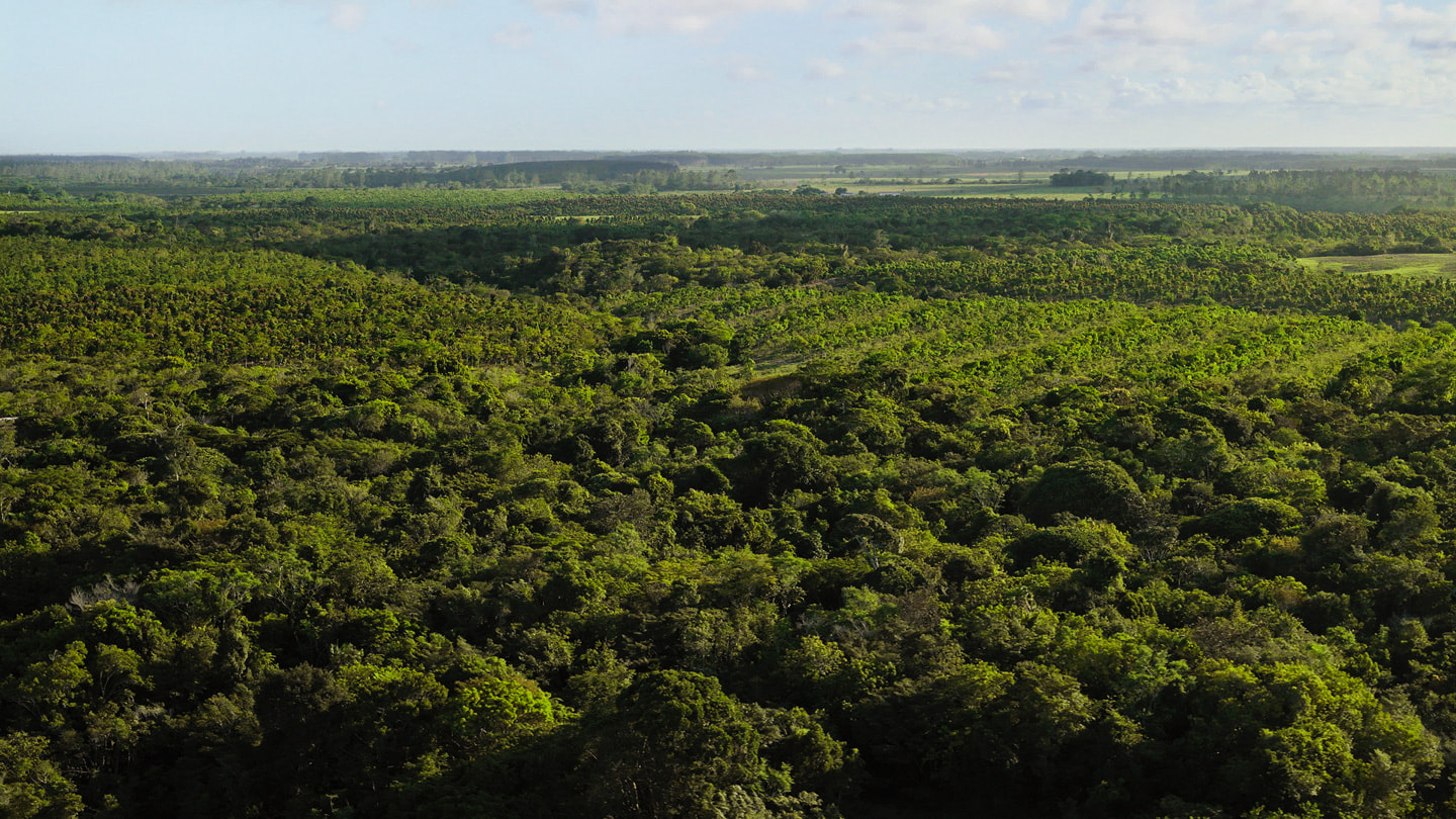 La foresta atlantica brasiliana in una foto aerea.