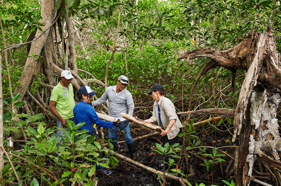Trabalhadores de campo em manguezal na Colômbia.