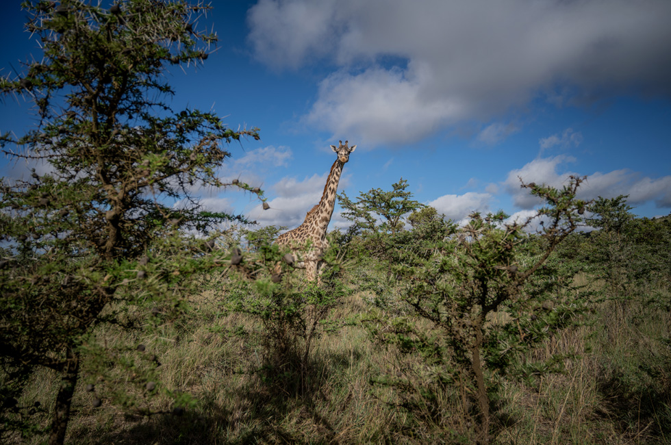 A giraffe in a savanna in Kenya.