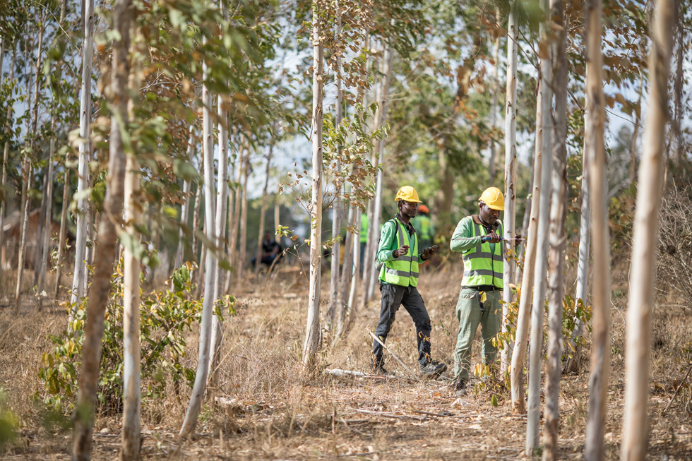 Two workers in a forest in Kenya.
