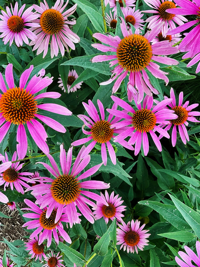 Gisselle Ayala’s photo is of pink daisies.