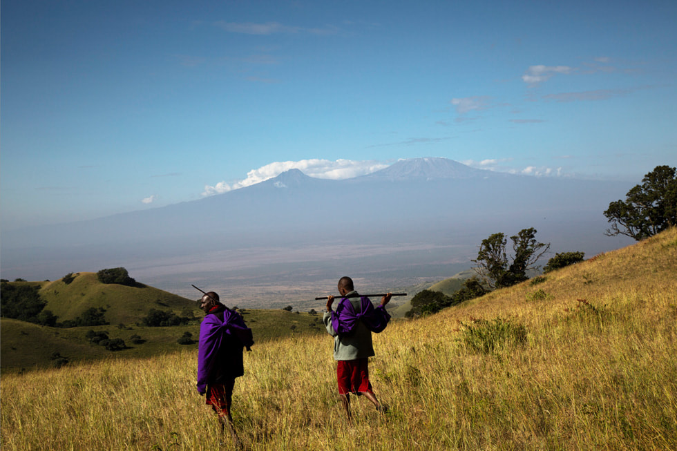 キリマンジャロ山を遠くに望むケニアのチュールヒルズで、マサイの人々が牧草地を進んでいる様子。