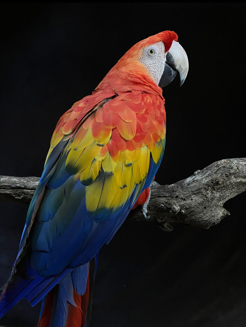 Et detaljert bilde av en papegøye, optimalisert med Deep Fusion.