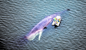 淀川河口付近にとどまるクジラを調査する関係者たち=2023年1月13日、大阪湾、朝日新聞社ヘリから、田辺拓也撮影