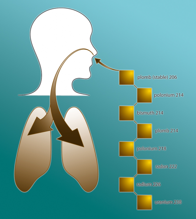 Pénétration du radon dans les bronches