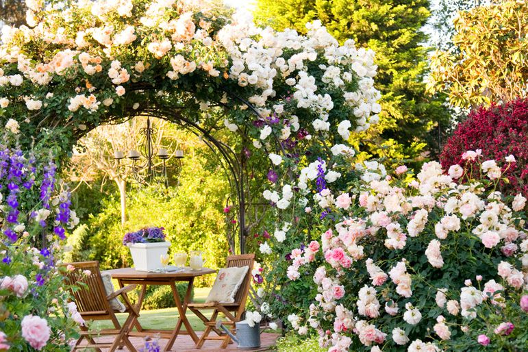 rose garden with arch