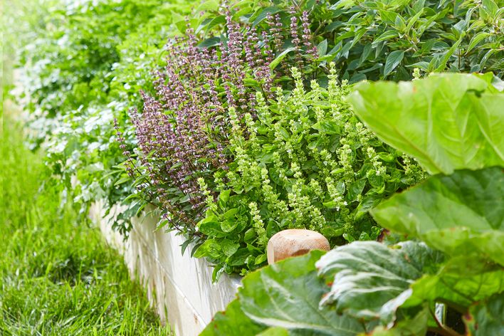 herbs in raised garden bed 