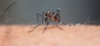Ministério intensifica monitoramento da dengue no estado