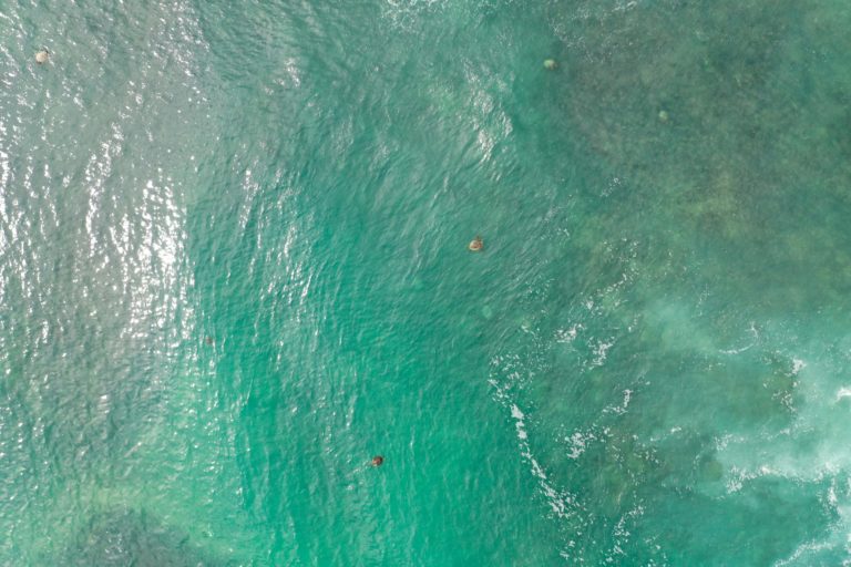The aerial photographs captured by drone in Tortuga Bay allow scientists to count turtles in the bay. Image courtesy of the Charles Darwin Foundation and National Geographic Society